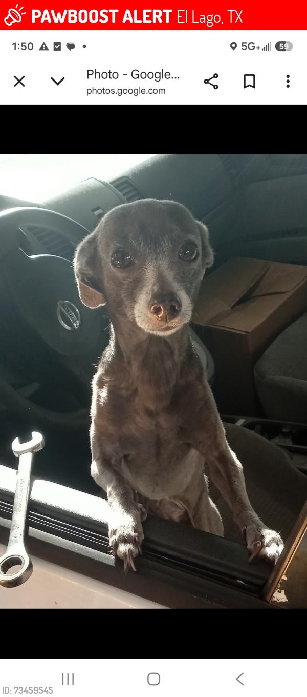 Lost Female Dog last seen Dwell apmts, El Lago, TX 77586