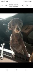 Lost Female Dog last seen Dwell apmts, El Lago, TX 77586