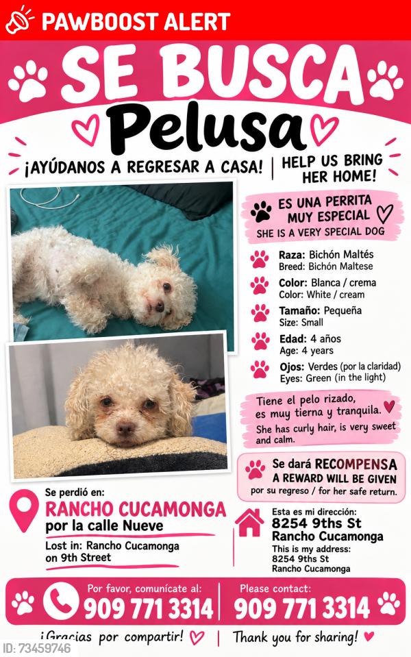 Lost Female Dog last seen On Grove Street and Archibald it may be in Ontario since I live nearby, Rancho Cucamonga, CA 91730