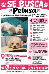 Lost Female Dog last seen On Grove Street and Archibald it may be in Ontario since I live nearby, Rancho Cucamonga, CA 91730