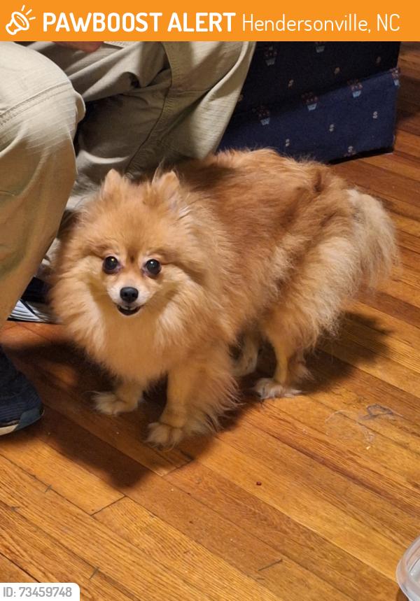 Found/Stray Unknown Dog last seen Asheville hwy, Hendersonville, NC 28739