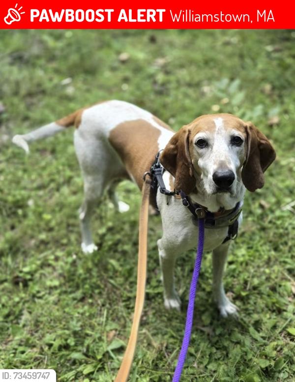 Lost Female Dog last seen Main/Luce, Williamstown, MA 01267