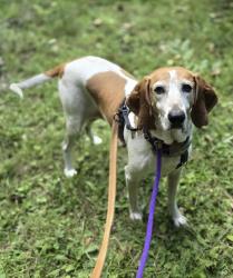Lost Female Dog last seen Main/Luce, Williamstown, MA 01267