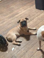 Lost Male Dog last seen Desert Wren and Sandario, Picture Rocks, AZ 85743