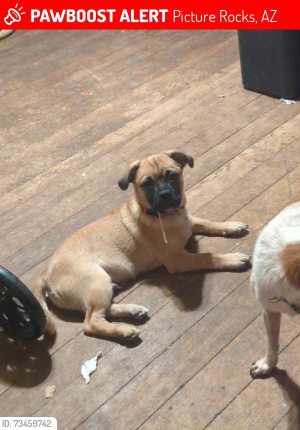 Lost Male Dog last seen Desert Wren and Sandario, Picture Rocks, AZ 85743