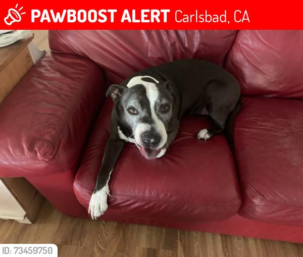 Lost Male Dog last seen Carlsbad High School, Magnolia Elementary School, Carlsbad, CA 92008