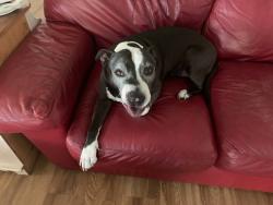 Lost Male Dog last seen Carlsbad High School, Magnolia Elementary School, Carlsbad, CA 92008