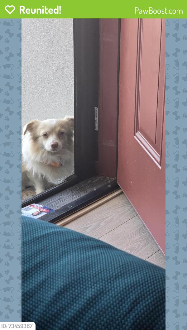 Reunited Male Dog last seen Morse high school, San Diego, CA 92114