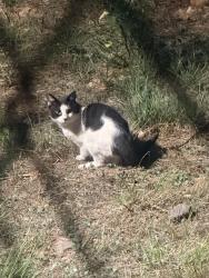 Found/Stray Unknown Cat last seen Holmby Ave, Los Angeles, CA 90025