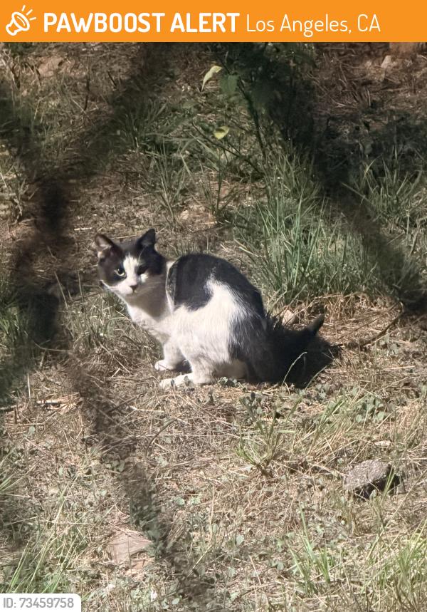 Found/Stray Unknown Cat last seen Holmby Ave, Los Angeles, CA 90025