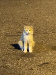 Found/Stray Unknown Cat last seen Near E Brooks Rd, Memphis, TN 38116