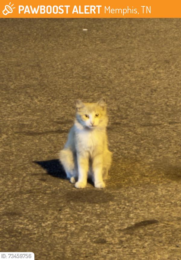 Found/Stray Unknown Cat last seen Near E Brooks Rd, Memphis, TN 38116