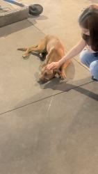 Found/Stray Female Dog last seen 12th st and hopen, Los Angeles, CA 90015