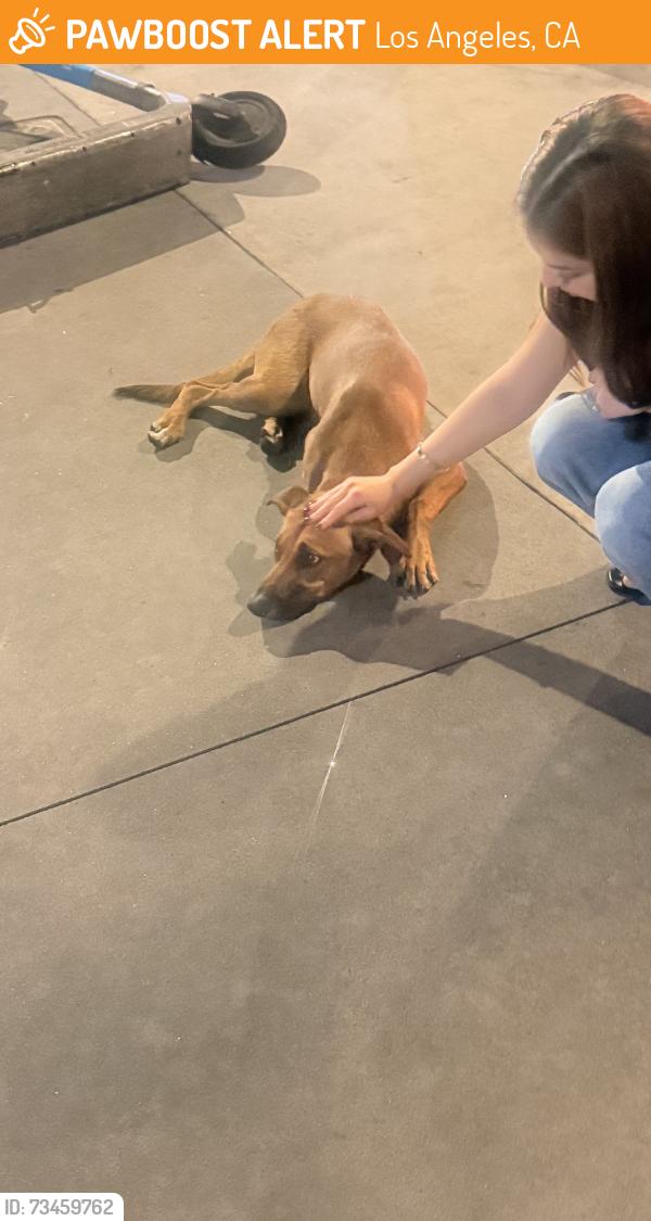 Found/Stray Female Dog last seen 12th st and hopen, Los Angeles, CA 90015