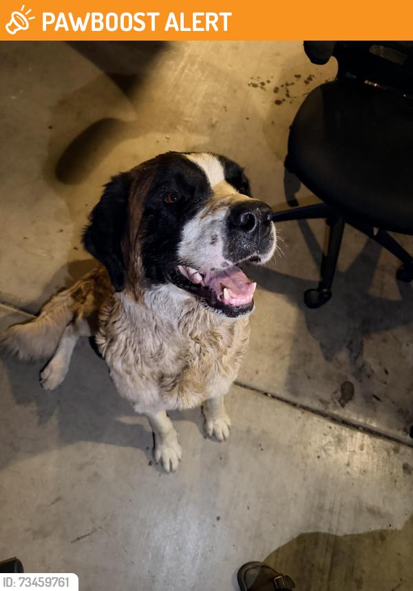 Found/Stray Female Dog last seen 170th St East, Lake Los Angeles, CA 93591