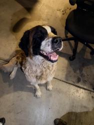 Found/Stray Female Dog last seen 170th St East, Lake Los Angeles, CA 93591