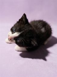 Shelter Stray Female Cat last seen Near BLOCK PALMDALE, 2020 Forest St, Jacksonville, FL 32204, USA