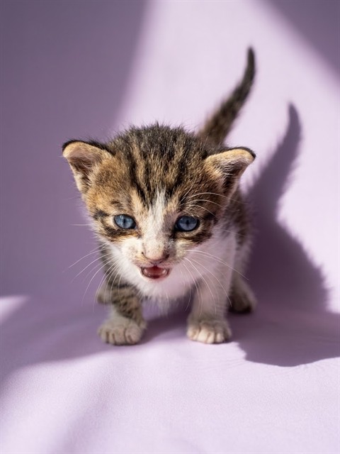 Shelter Stray Male Cat last seen Near BLOCK PALMDALE, 2020 Forest St, Jacksonville, FL 32204, USA