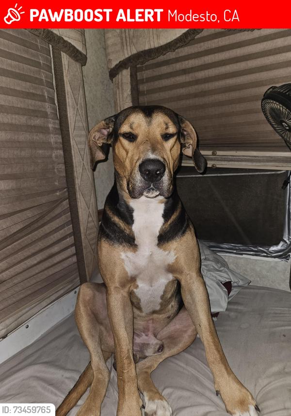 Lost Male Dog last seen River road/ campfire meats, Modesto, CA 95358