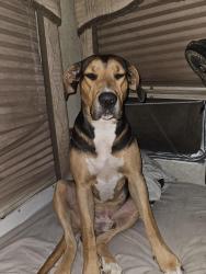 Lost Male Dog last seen River road/ campfire meats, Modesto, CA 95358