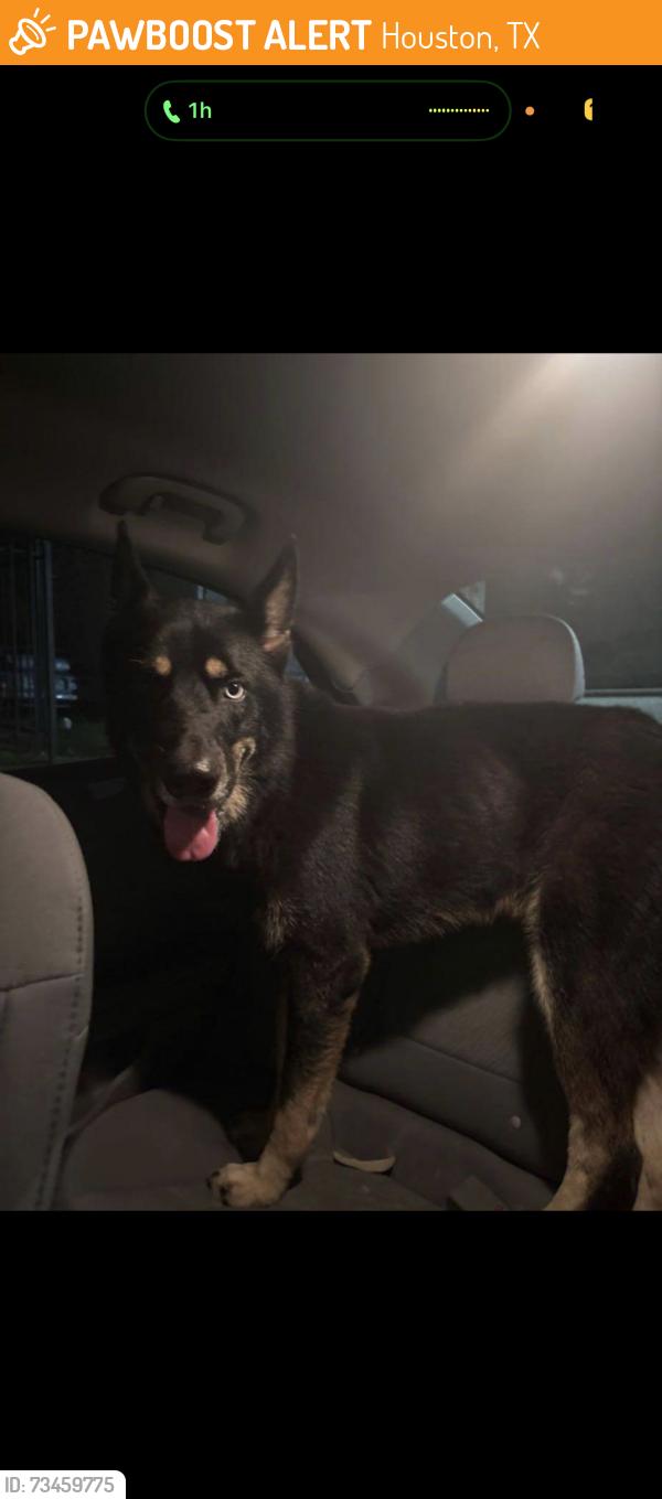 Found/Stray Male Dog last seen Near Avenue C, Houston, TX, 77011, Houston, TX 77011