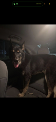 Found/Stray Male Dog last seen Near Avenue C, Houston, TX, 77011, Houston, TX 77011