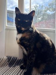 Lost Female Cat last seen Sagamore pkwy, West Lafayette, IN 47906