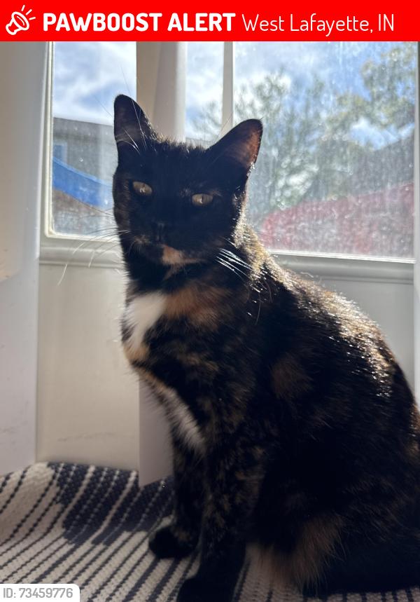 Lost Female Cat last seen Sagamore pkwy, West Lafayette, IN 47906