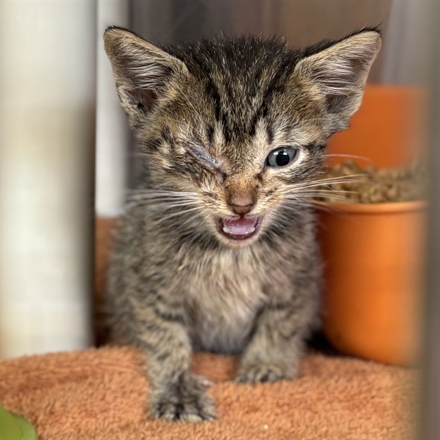 Shelter Stray Male Cat last seen Near BLOCK BUTTER & EGG, 4950 SW Triana Blvd, Huntsville, AL 35805, USA