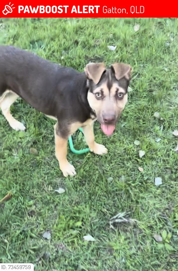 Lost Female Dog last seen Gatton, Gatton, QLD 4343