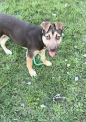 Lost Female Dog last seen Gatton, Gatton, QLD 4343