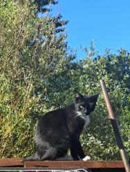 Lost Female Cat last seen Trinity St NE and Clover Ridge Rd, Albany, OR 97322