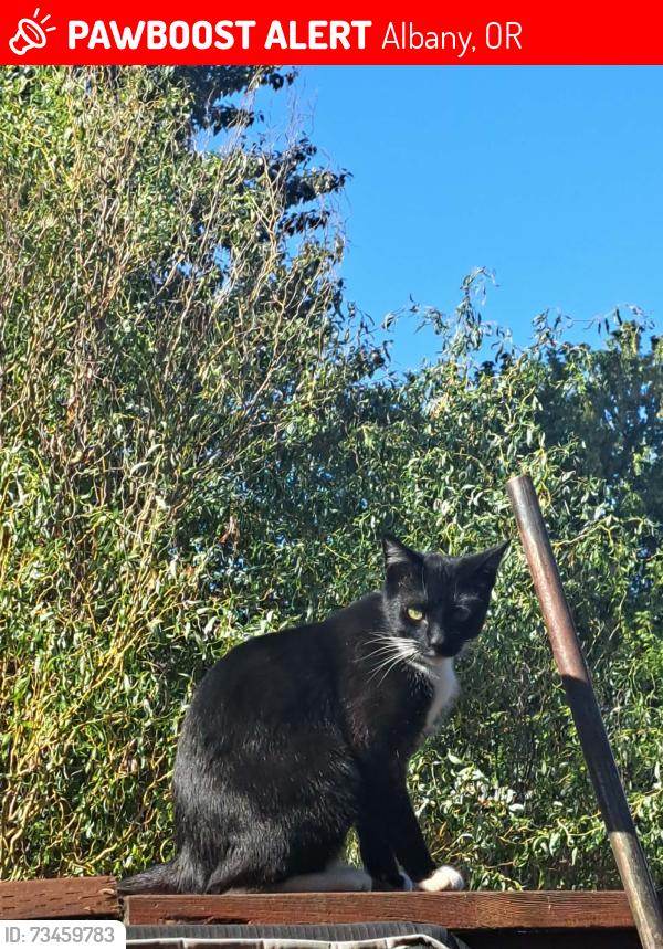 Lost Female Cat last seen Trinity St NE and Clover Ridge Rd, Albany, OR 97322