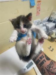Shelter Stray Female Cat last seen Near KOKOMO DR, 2127 Front St, Sacramento, CA 95818, USA