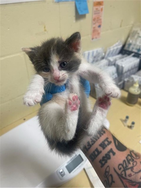Shelter Stray Female Cat last seen Near KOKOMO DR, 2127 Front St, Sacramento, CA 95818, USA