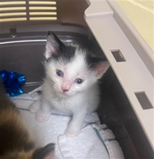 Shelter Stray Male Cat last seen Near KOKOMO DR, 2127 Front St, Sacramento, CA 95818, USA
