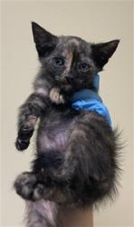 Shelter Stray Female Cat last seen MUIR WAY & MCCLATCHY WAY, 2127 Front St, Sacramento, CA 95818, USA