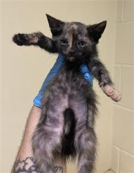 Shelter Stray Female Cat last seen MUIR WAY & MCCLATCHY WAY, 2127 Front St, Sacramento, CA 95818, USA