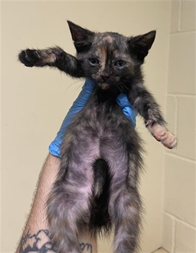 Shelter Stray Female Cat last seen MUIR WAY & MCCLATCHY WAY, 2127 Front St, Sacramento, CA 95818, USA