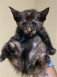 Shelter Stray Female Cat last seen MUIR WAY & MCCLATCHY WAY, 2127 Front St, Sacramento, CA 95818, USA