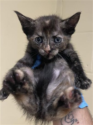 Shelter Stray Female Cat last seen MUIR WAY & MCCLATCHY WAY, 2127 Front St, Sacramento, CA 95818, USA