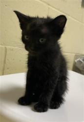 Shelter Stray Male Cat last seen MUIR WAY & MCCLATCHY WAY, 2127 Front St, Sacramento, CA 95818, USA