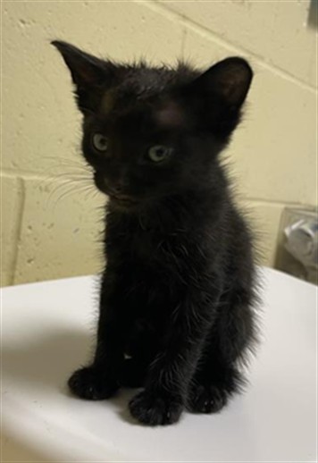 Shelter Stray Male Cat last seen MUIR WAY & MCCLATCHY WAY, 2127 Front St, Sacramento, CA 95818, USA
