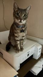 Reunited Male Cat last seen Serrano and Toledo, Lake Forest, CA 92630