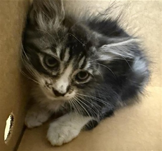 Shelter Stray Female Cat last seen BRUCEVILLE RD & ALTA VALLEY DR, 2127 Front St, Sacramento, CA 95818, USA
