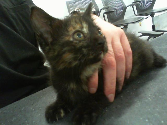 Shelter Stray Female Cat last seen CHARLOTTE, 8315 Byrum Dr, Charlotte, NC 28217, USA