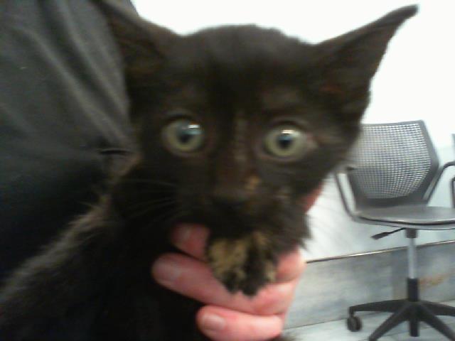 Shelter Stray Female Cat last seen CHARLOTTE, 8315 Byrum Dr, Charlotte, NC 28217, USA