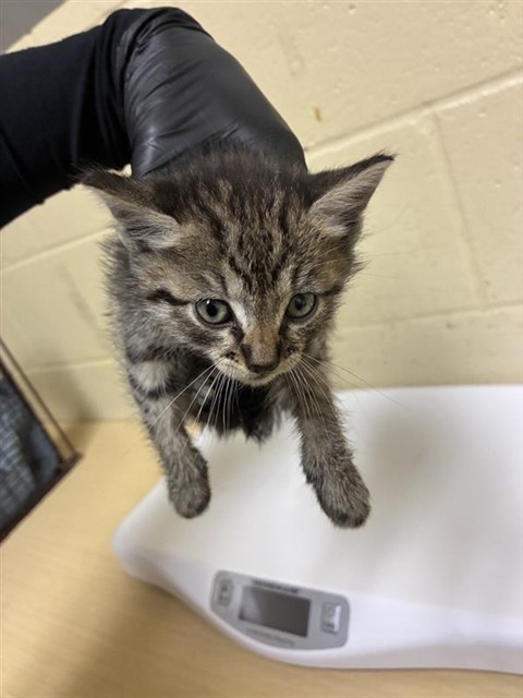 Shelter Stray Male Cat last seen MACHADO WAY & LAKE GLEN WAY, 2127 Front St, Sacramento, CA 95818, USA