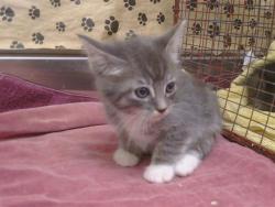 Shelter Stray Male Cat last seen GARDEN HWY/UNNAMED RD, SACRAMENTO CA 95833, 3839 Bradshaw Rd, Sacramento, CA 95827, USA