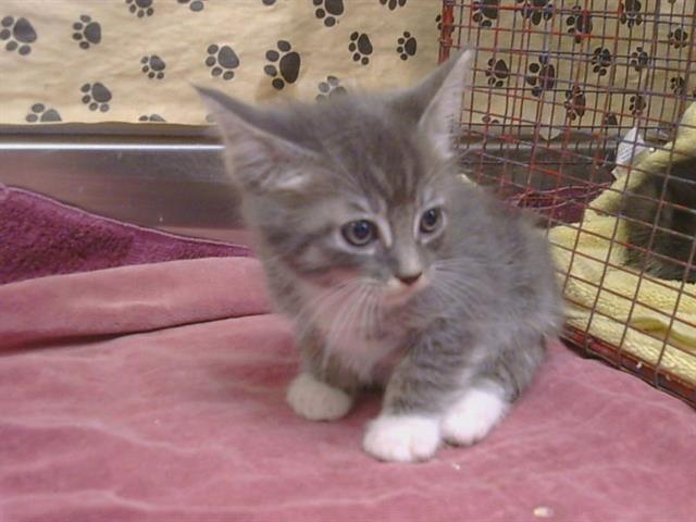 Shelter Stray Male Cat last seen GARDEN HWY/UNNAMED RD, SACRAMENTO CA 95833, 3839 Bradshaw Rd, Sacramento, CA 95827, USA